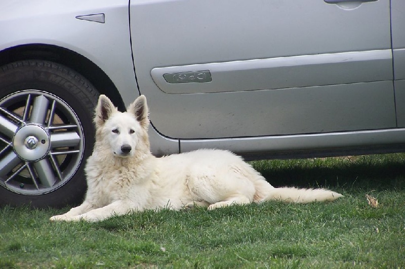 Publication : de la plaine d'alba