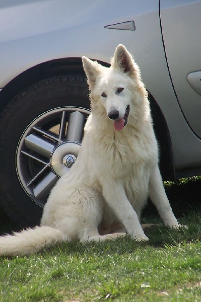 Publication : de la plaine d'alba