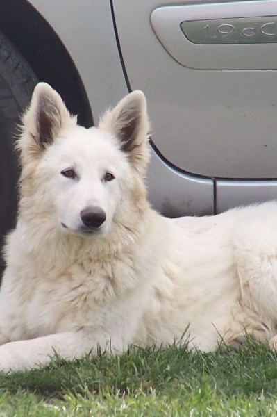 Publication : de la plaine d'alba