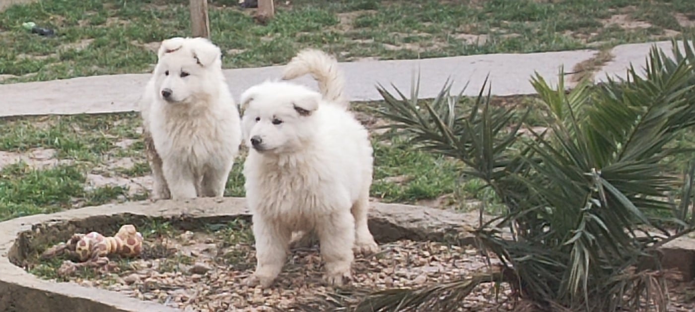 Berger Blanc Suisse - de la plaine d'alba
