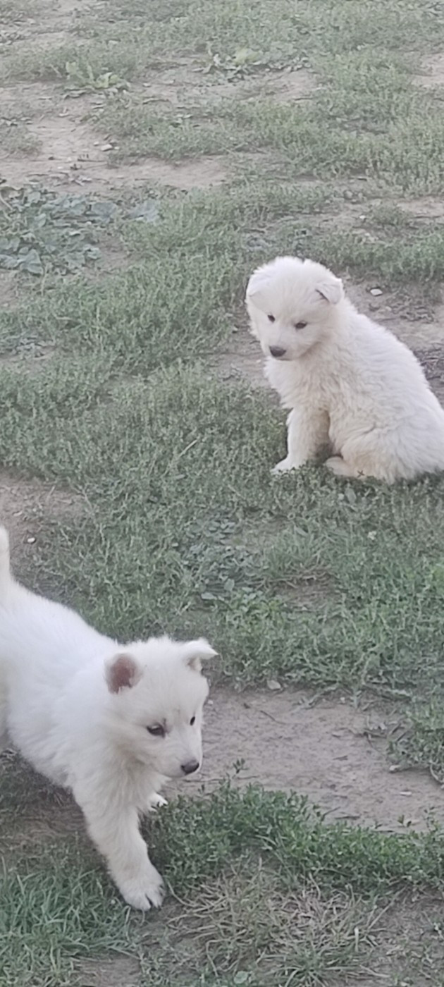 Abel - Berger Blanc Suisse