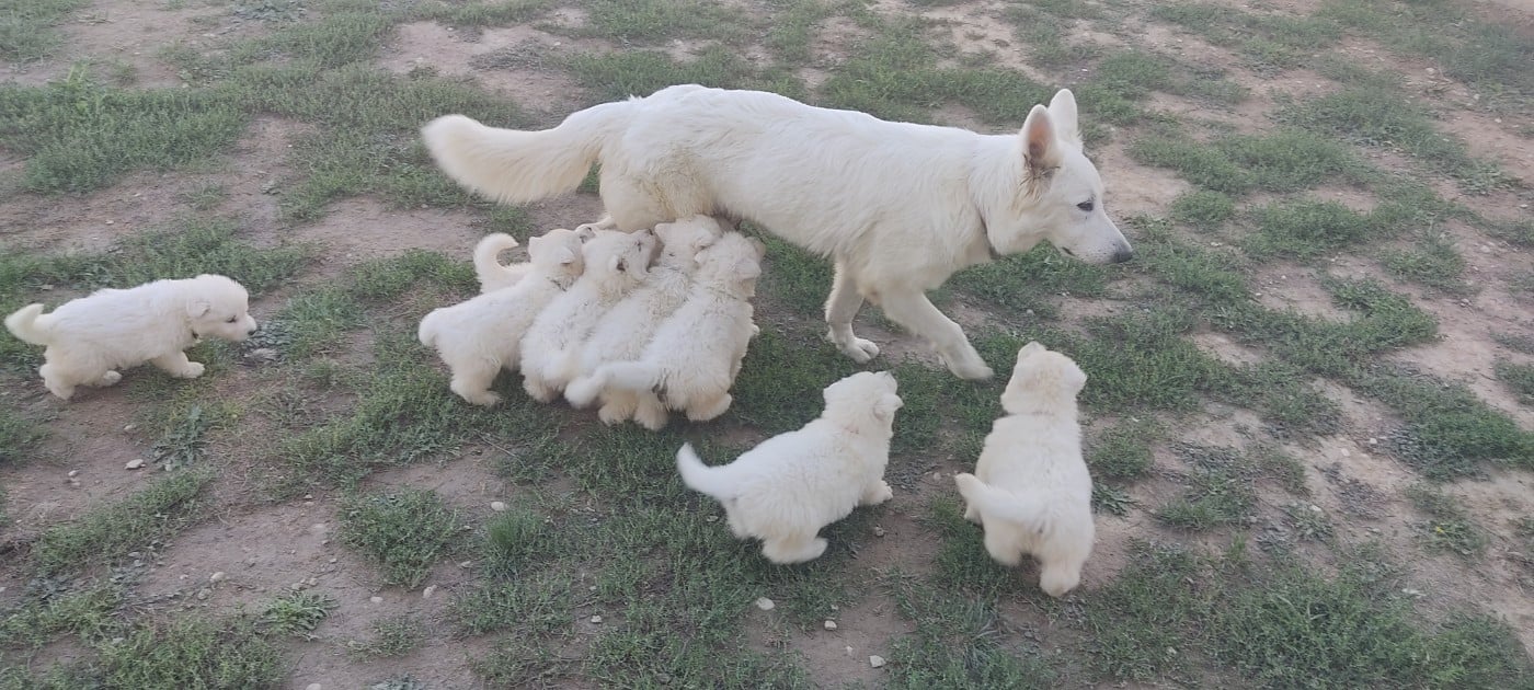Appy - Berger Blanc Suisse