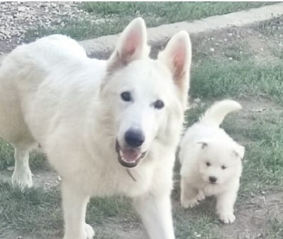 Berger Blanc Suisse - de la plaine d'alba