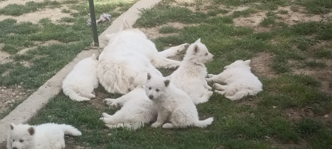 Berger Blanc Suisse - de la plaine d'alba