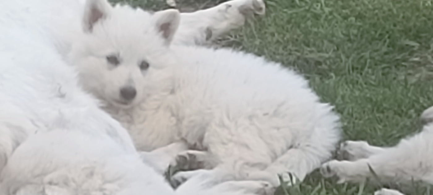 Baïka - Berger Blanc Suisse