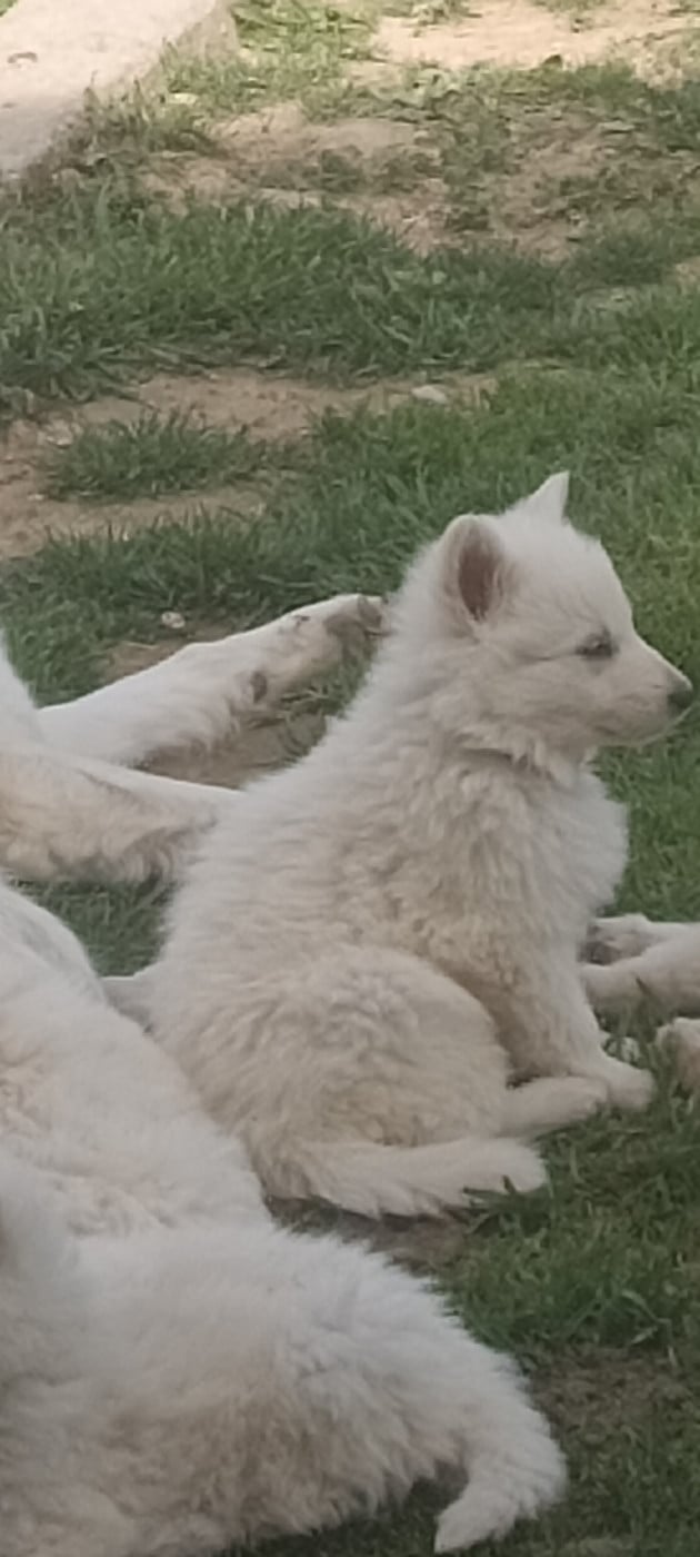 Bibi - Berger Blanc Suisse