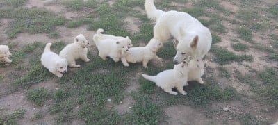 Les chiots de Berger Blanc Suisse