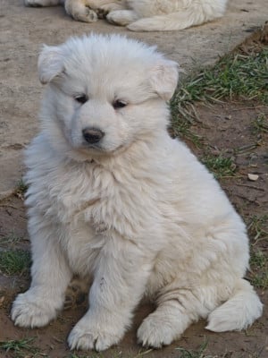 Les chiots de Berger Blanc Suisse
