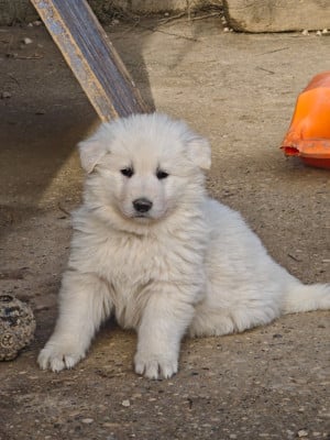 Les chiots de Berger Blanc Suisse