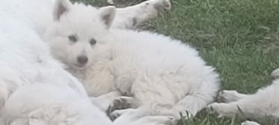 Les chiots de Berger Blanc Suisse