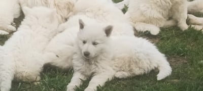 Les chiots de Berger Blanc Suisse