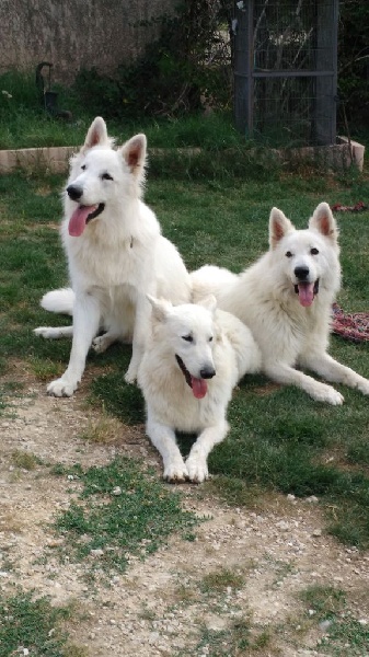 Accueil Elevage De La Plaine Dalba Eleveur De Chiens