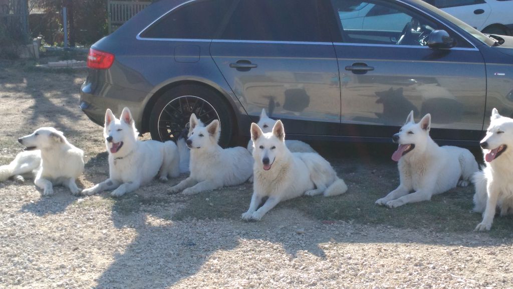 Accueil Elevage De La Plaine Dalba Eleveur De Chiens