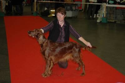 CH. Shelsea De la cour saint florent - 2 ème EXCELLENT