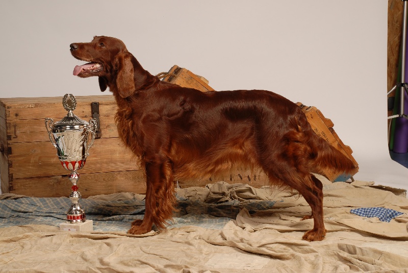 CH. Shelsea De la cour saint florent - 1ère Excellent, CACS, meilleure de race, meilleur chien du 7ème groupe