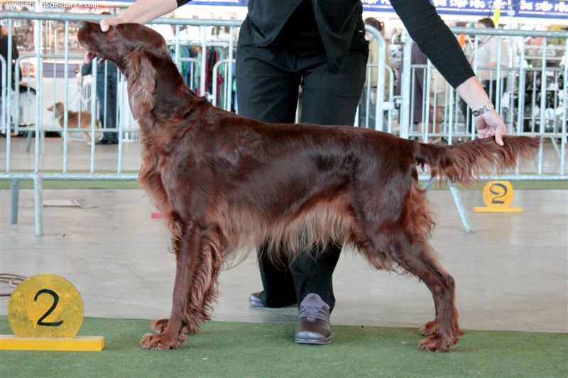 CH. Shelsea De la cour saint florent - 2ème Excellent Classe ouverte femelles