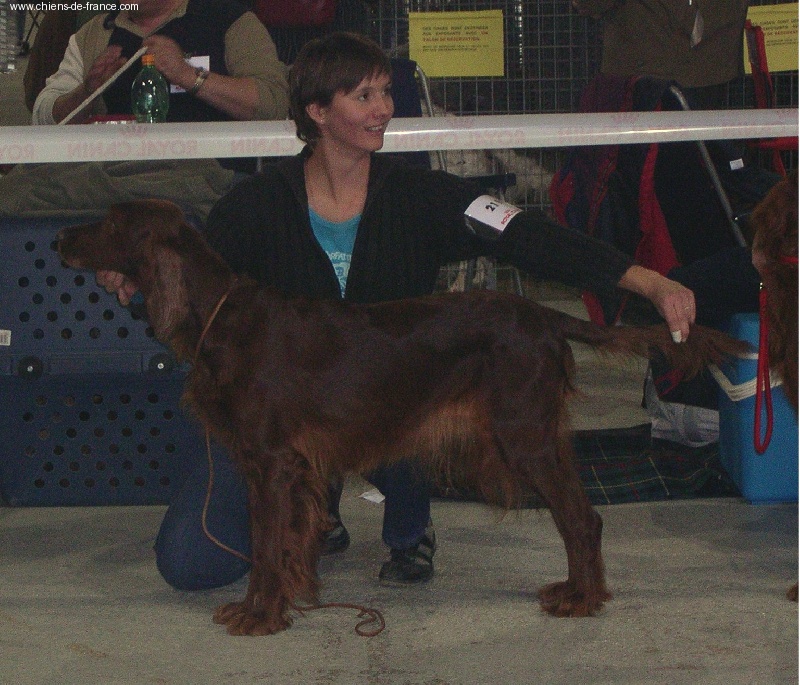 CH. Shelsea De la cour saint florent - RCACIB et RCACS