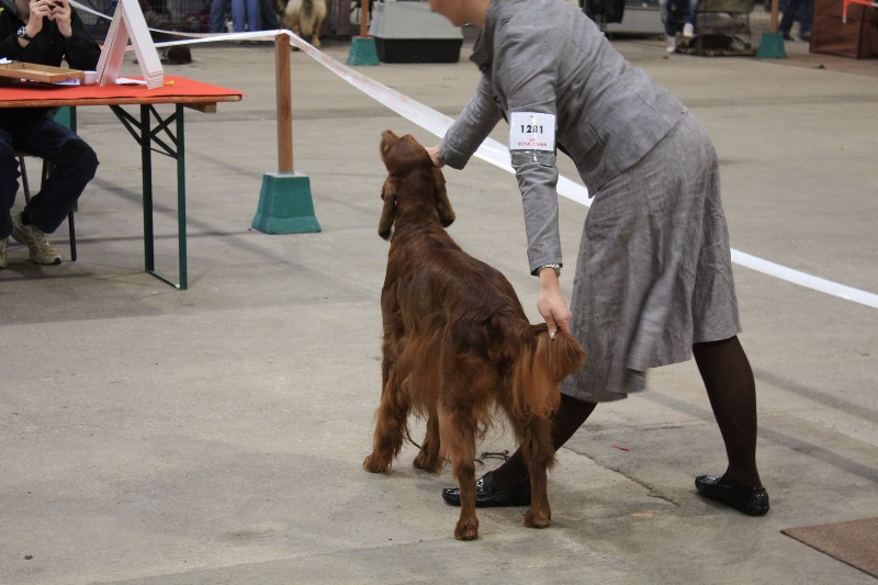 CH. Shelsea De la cour saint florent - 1ère Excellent / Meilleure de race Vétéran/ meilleure femelle de race