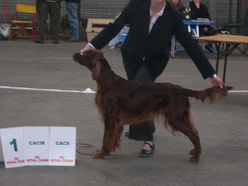 CH. Shelsea De la cour saint florent - 1ère Excellent CACS/CACIB /meilleure femelle de race