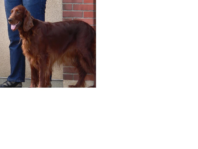 CH. Shelsea De la cour saint florent - Excellent