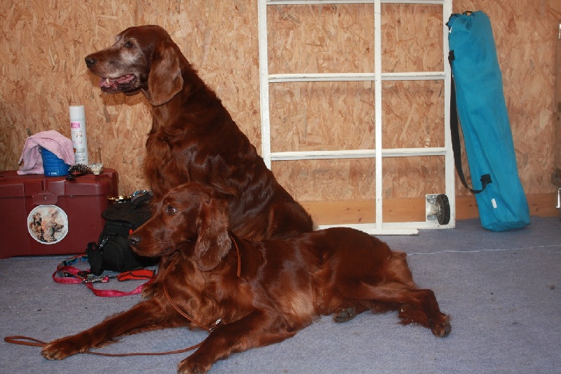 CH. Shelsea De la cour saint florent - 1ère Excellent, meilleur de race vétéran , 3ème meilleur vétéran de l'exposition