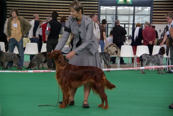 Alpha de la Forêt de Massonge - 4ème Excellent