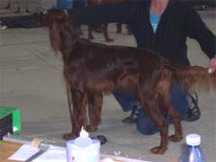 Alpha de la Forêt de Massonge - CACIB et CACS