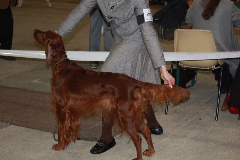 Alpha de la Forêt de Massonge - 1ère Excellent CACS/RCACIB