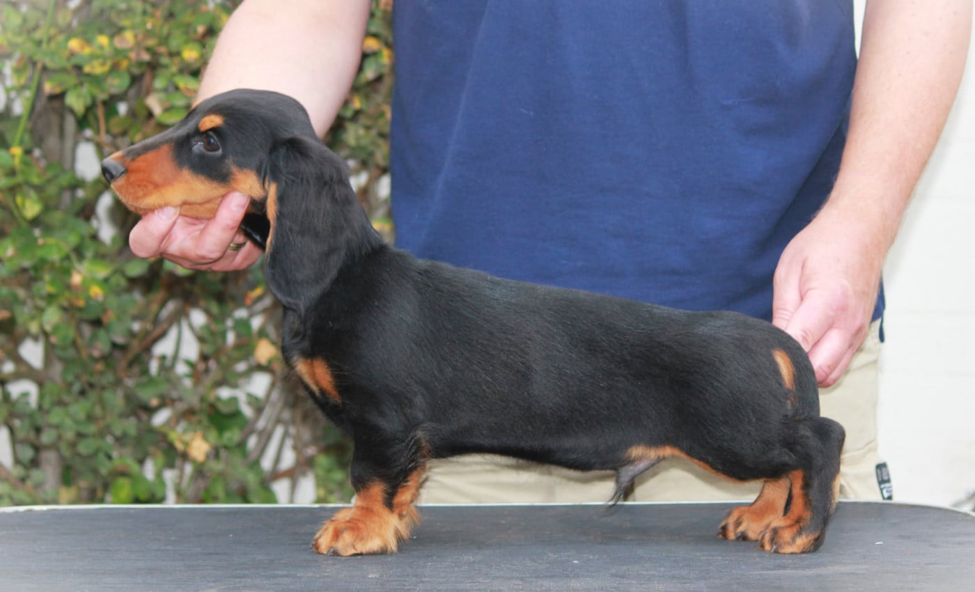 hillberry CRIMSON CREPES SL