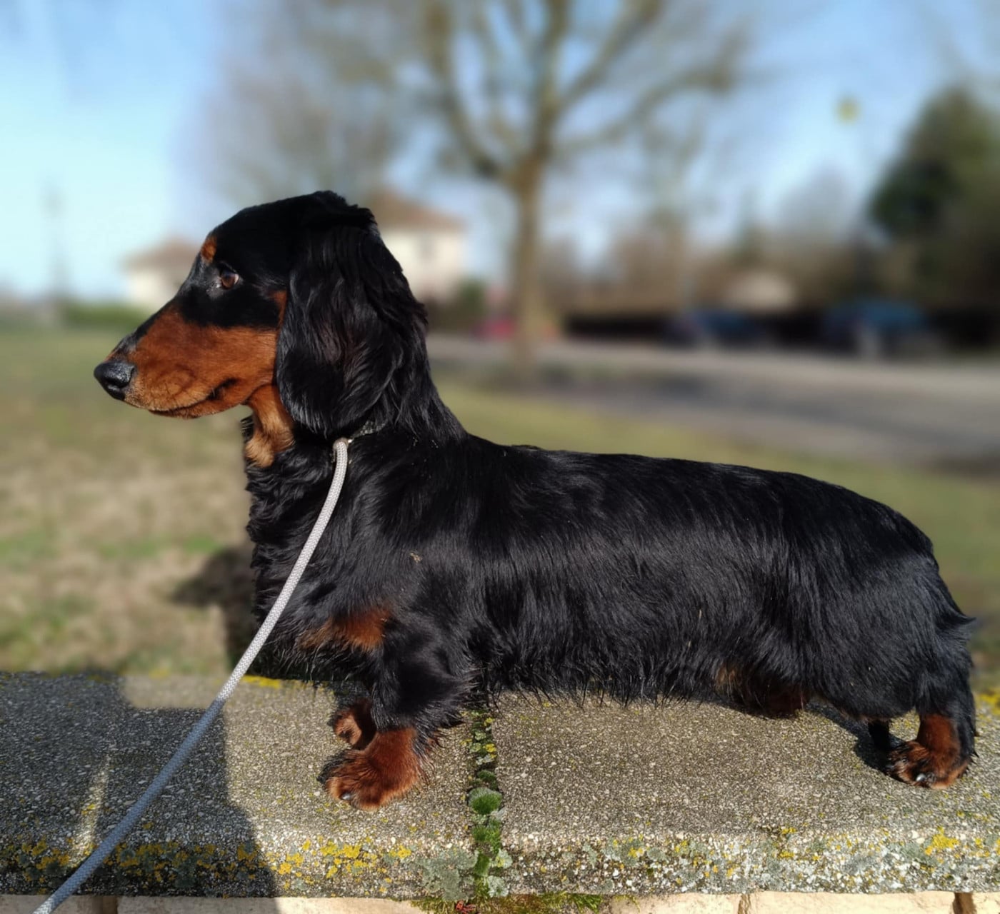 hillberry CRIMSON CREPES SL