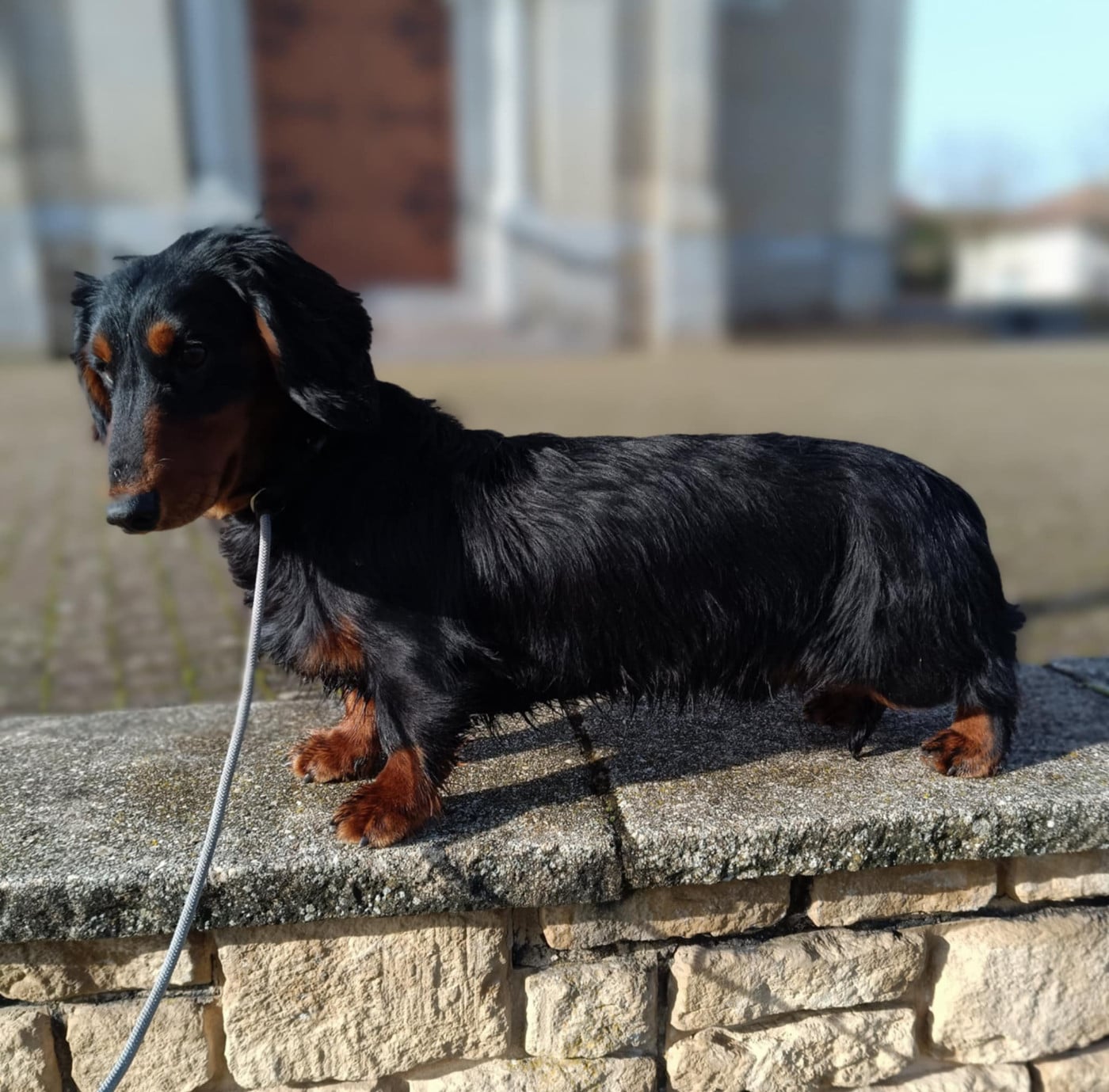 hillberry CRIMSON CREPES SL