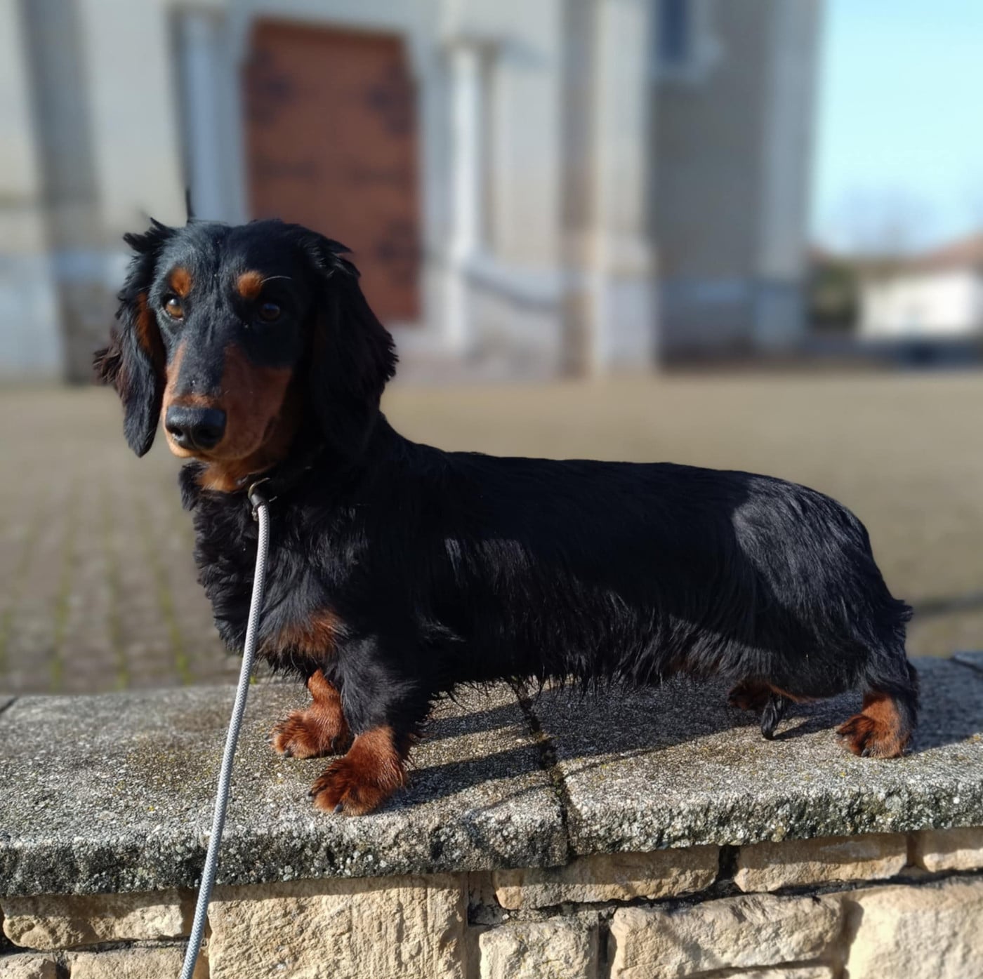 hillberry CRIMSON CREPES SL