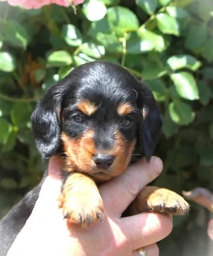 hillberry CRIMSON CREPES SL