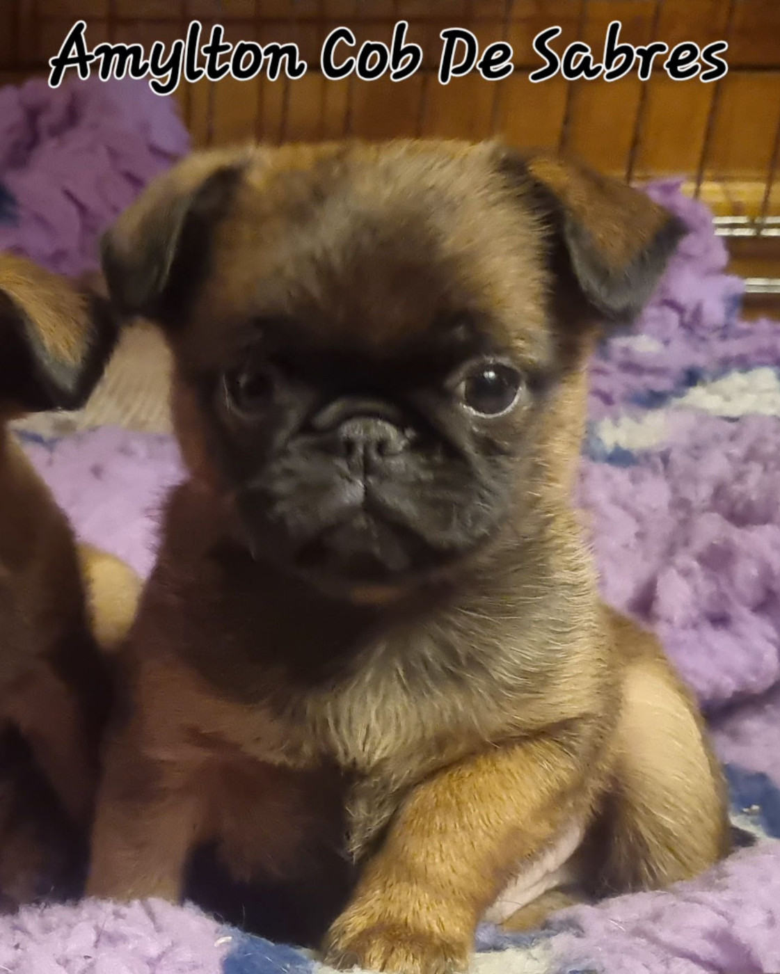 Publication : Des coeurs d'alène