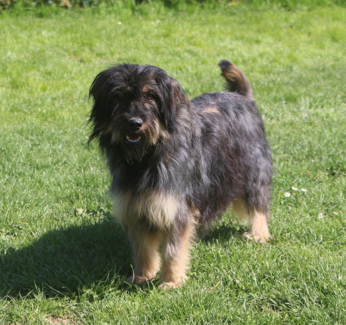 Maia do monte do restolho