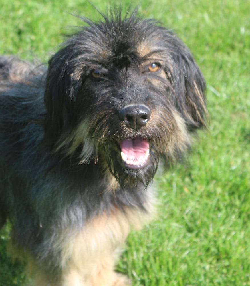 Maia do monte do restolho