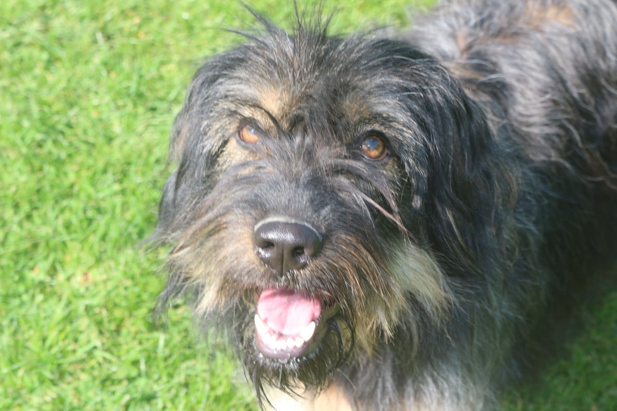 Maia do monte do restolho