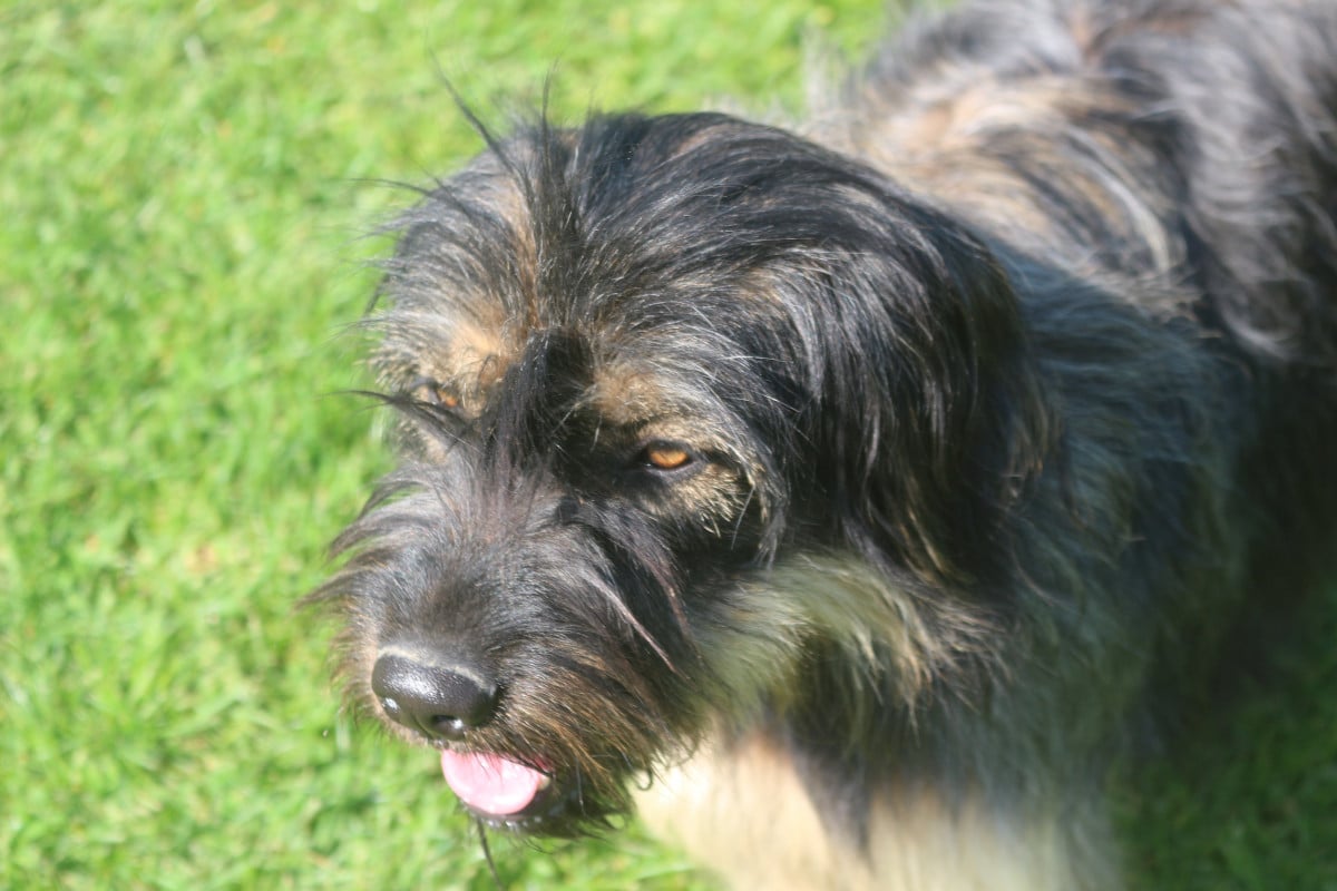 Maia do monte do restolho