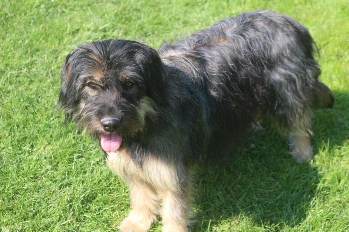 Maia do monte do restolho