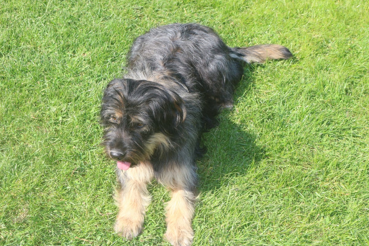 Maia do monte do restolho