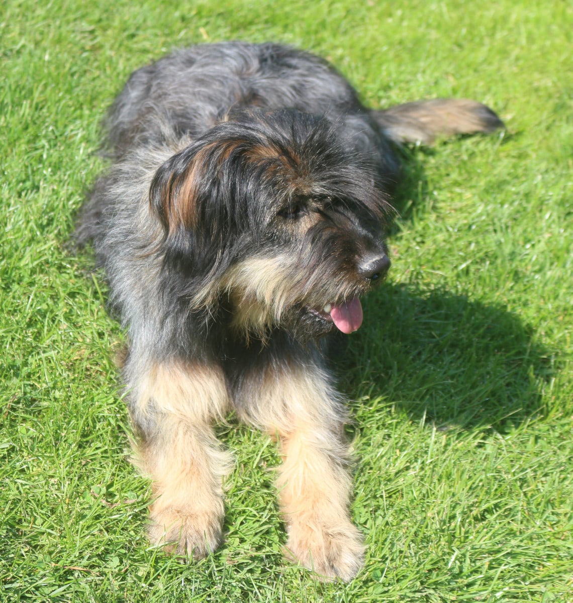 Maia do monte do restolho