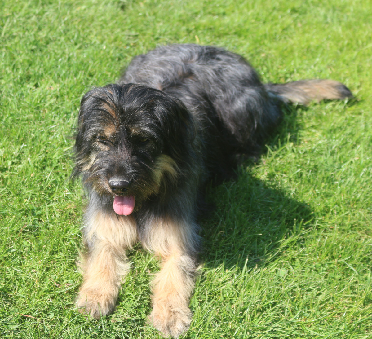 Maia do monte do restolho