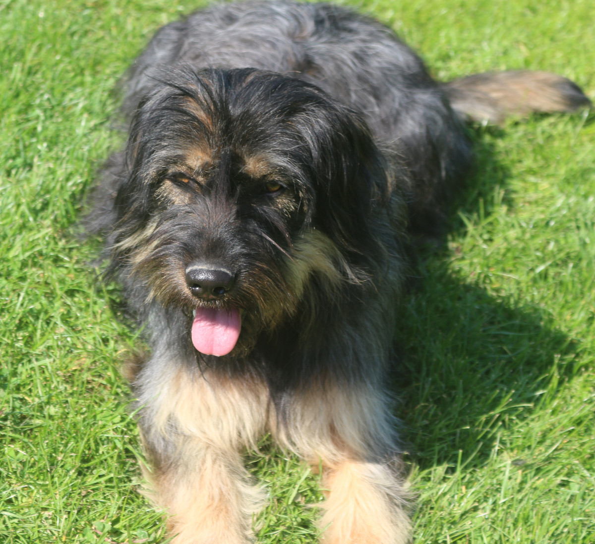 Maia do monte do restolho