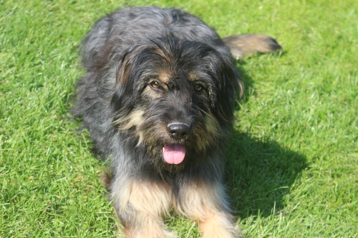 Maia do monte do restolho