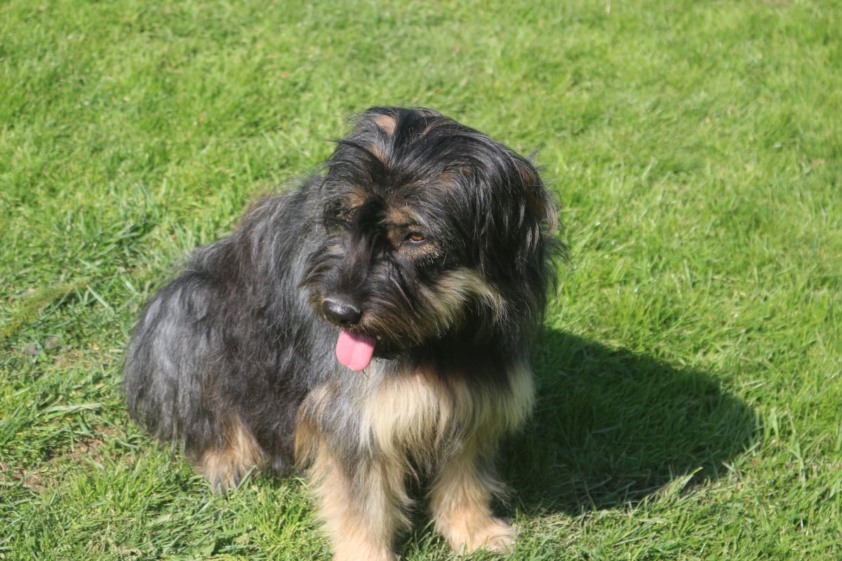 Maia do monte do restolho