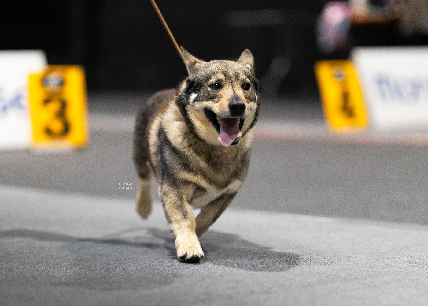 CH. hultahÄxans Billy butta