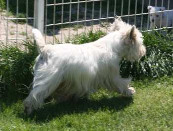 Calann Des p'tits chupa chups