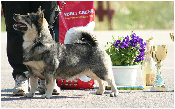 Publication : Des coeurs d'alène Auteur : Päivi Männistö