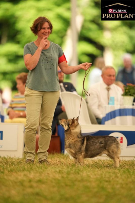 CH. hultahÄxans Billy butta