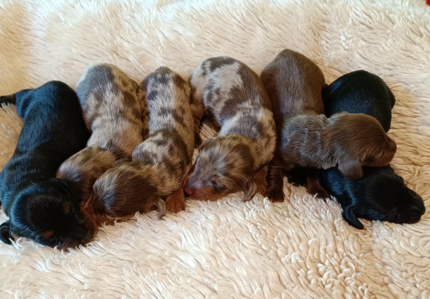 noir & feu - standard - Teckel poil long